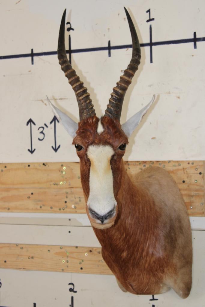 *Rarely Seen* Yellow BLESBOK Shoulder Mount (1 of 9)