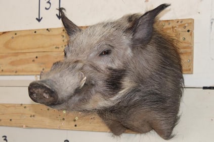 AFRICAN BUSH PIG Shoulder Mount
