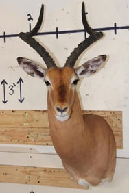 *Like New* IMPALA Shoulder Mount