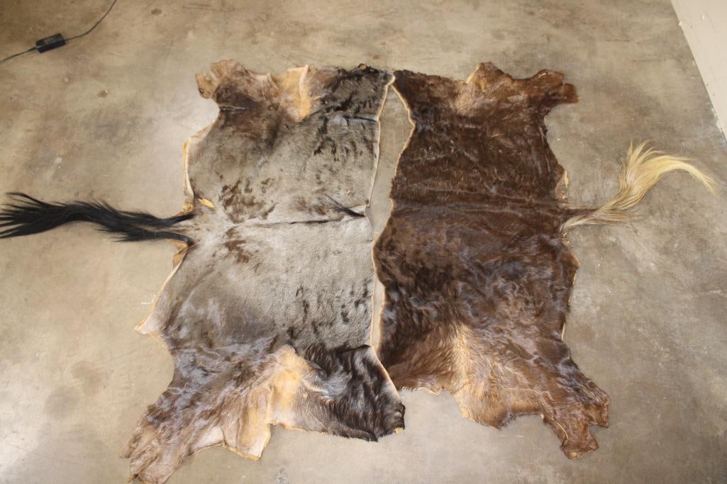 (1) BLACK WILDEBEEST Back Hide and (1) BLUE WILDEBEEST Back Hide (ONE$) (1 of 6)