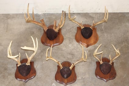 (5) Mounted WHITETAIL Antler Racks, including 1 Non-Typical Rack on Wood Plaques (ONE$)
