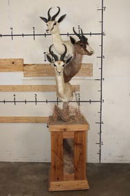 1 Common, 1 Chocolate, and 1 White SPRINGBOK on a Rustic Wood Pedestal with Wheels