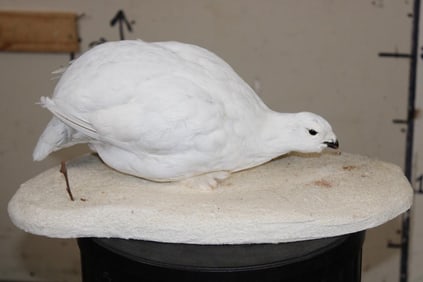Life-sized WHITE-TAILED PTARMIGAN mounted on a Snowy Base