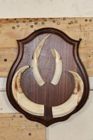 WARTHOG Tusk Set on a Wooden Plaque
