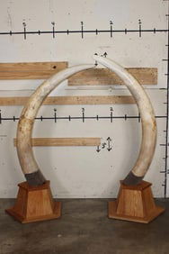 *TEXAS RESIDENTS ONLY* 128 lb Set of ELEPHANT IVORY TUSKS on Wood Base Stands