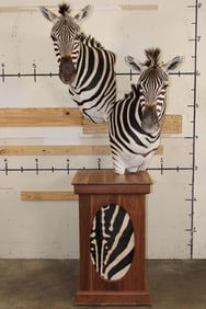 Beautiful Double ZEBRA Pedestal Mount