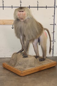 *Rarely Seen* Life-sized HAMADRYAS BABOON on a Wood Base