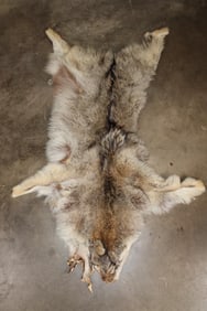 WOLF Hide or Pelt