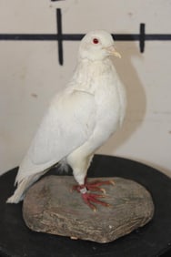 *Rarely Seen* Life-sized RACING PIGEON on a simulated Rock Base