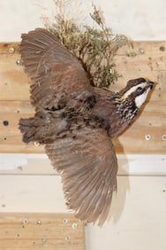 Life-sized Flying NORTHERN BOBWHITE QUAIL on a Wall Hanger with Foliage