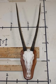 GEMSBOK Skull with All its Teeth on a Wooden Plaque