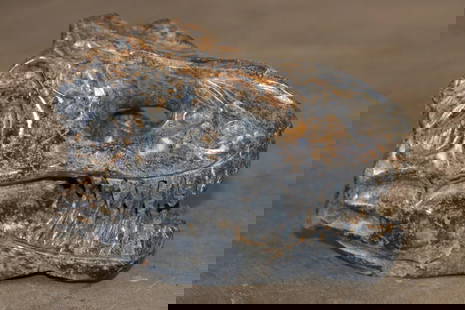 Hand-carved Stone TYRANNOSAURUS REX Skull: Hand-carved Stone TYRANNOSAURUS REX Skull. It measures 7" Long x 4" Wide x 5" Tall. The Total Weight is 4 lbs 6 oz. ROCKS FOSSILS MINERALS