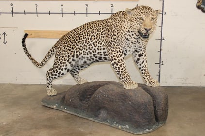 *TEXAS RESIDENTS ONLY* Big Life-sized LEOPARD on a simulated Rock Base