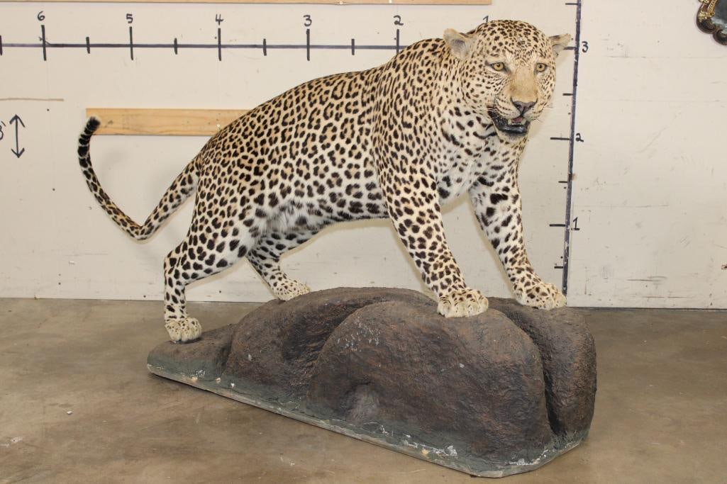 *TEXAS RESIDENTS ONLY* Big Life-sized LEOPARD on a simulated Rock Base (1 of 13)