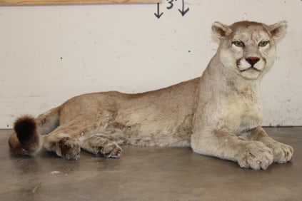 Life-sized Laying MOUNTAIN LION or COUGAR with All its Claws