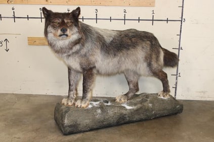 XXL Life-sized TIMBERWOLF on a simulated Snowy Rock Base