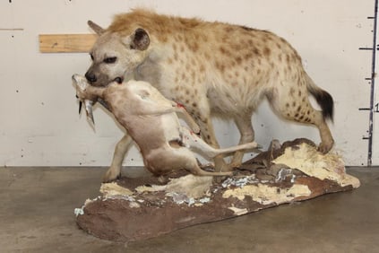 Life-sized Spotted HYENA with his Life-sized STEENBOK Kill