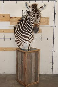 ZEBRA and Rustic Wood Pedestal Mount