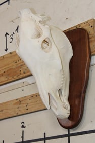 ZEBRA Skull with All its Teeth on a Wooden Plaque