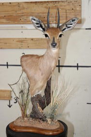 STEENBOK Table Pedestal