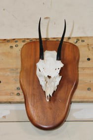STEENBOK Skull on a Wooden Plaque