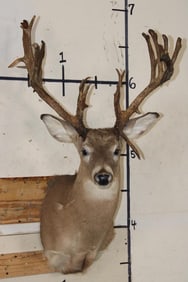Big 27-Point WHITETAIL DEER Buck Shoulder Mount with *Real* Removable Antlers