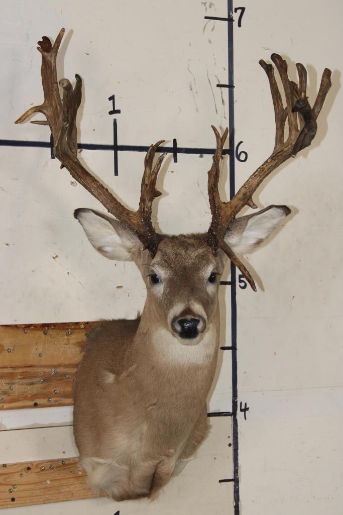 Big 27-Point WHITETAIL DEER Buck Shoulder Mount with *Real* Removable Antlers: Big 27-Point WHITETAIL DEER Buck Shoulder Mount with *Real* Removable Antlers. It has a 24" Spread. TAXIDERMY
