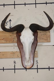 BLUE WILDEBEEST Skull