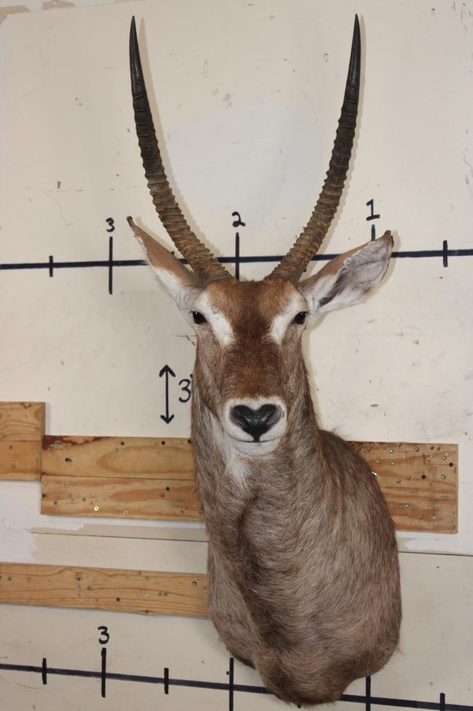 WATERBUCK Shoulder Mount (1 of 9)