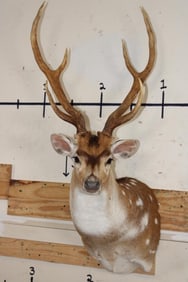 7-Point AXIS DEER Shoulder Mount