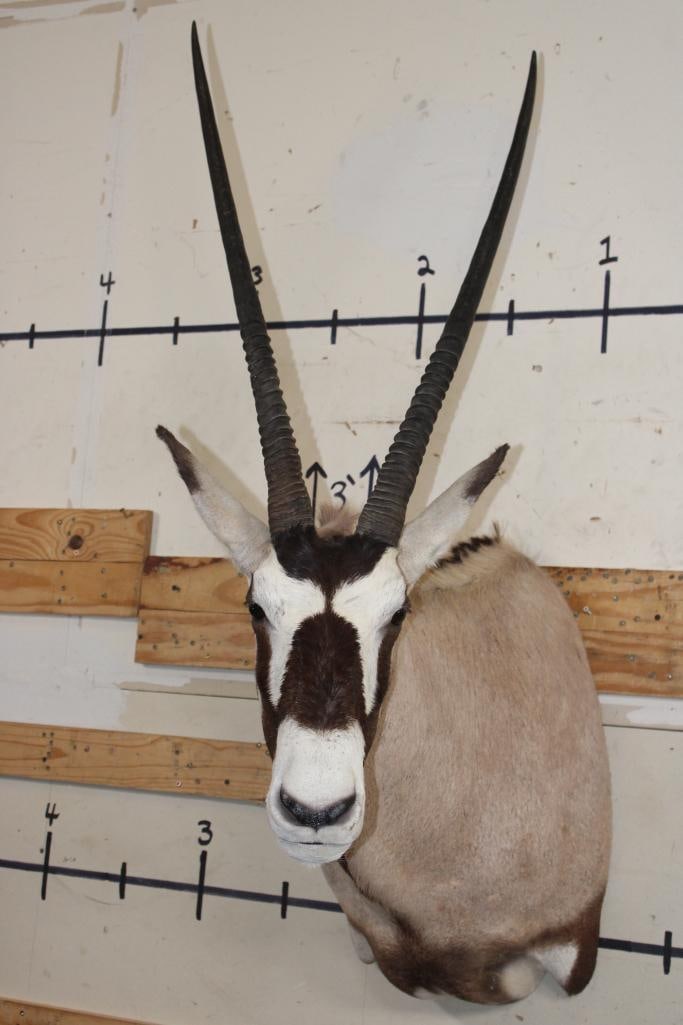 GEMSBOK Shoulder Mount (1 of 9)