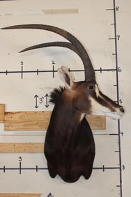Big SABLE Shoulder Mount