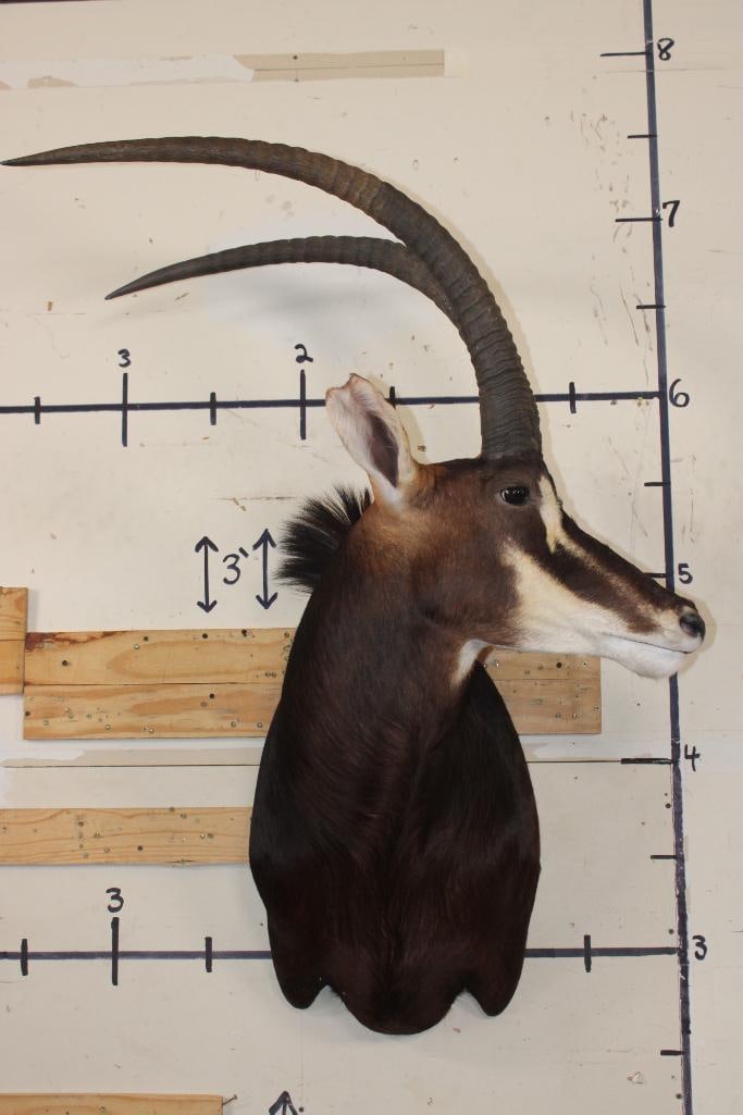 Big SABLE Shoulder Mount (1 of 8)