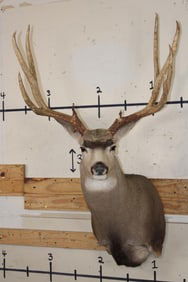 Big 11-Point MULE DEER Shoulder Mount with a Bullet Hole through his Left Brow Tine!
