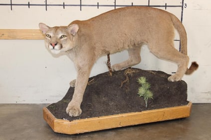Life-sized MOUNTAIN LION or COUGAR on a Wood Base with Wheels