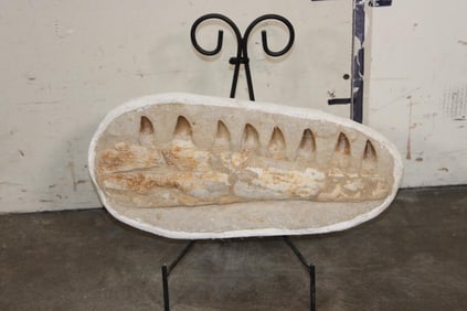 MOSASAURUS Jaw Fossil in a Matrix with 8 Big Teeth and a Metal Display Stand