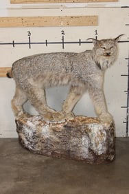 Life-sized LYNX on a simulated Rock Base