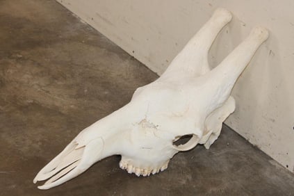 XXL GIRAFFE Skull with All its Teeth