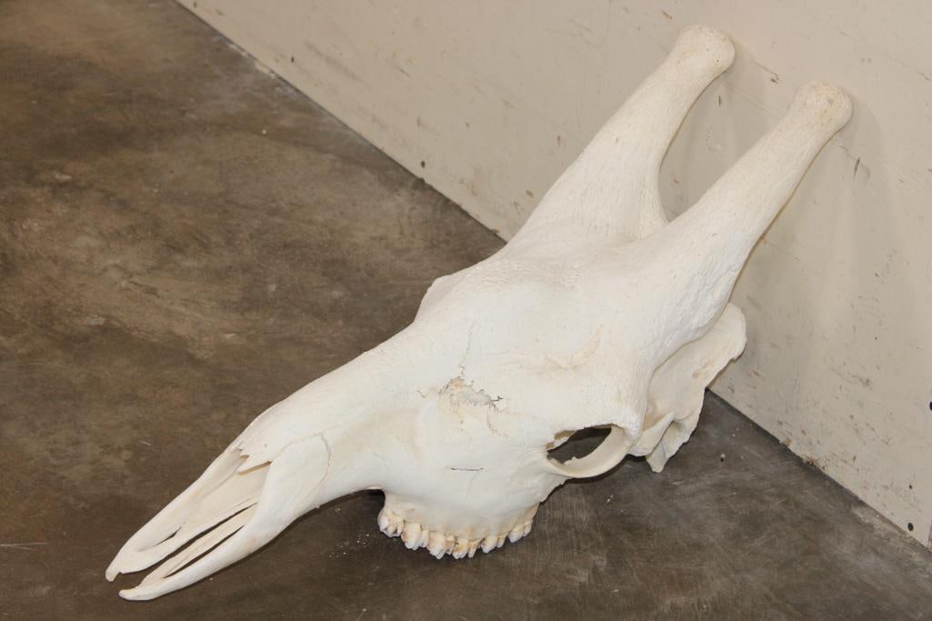 XXL GIRAFFE Skull with All its Teeth: Very Nice XXL GIRAFFE Skull with All its Teeth. It measures 29 1/8" Long x 12" Wide x 16.5" Tall. It Weighs 20 lbs. TAXIDERMY