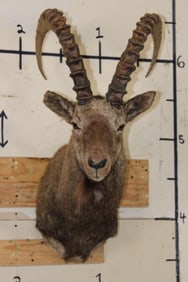 SIBERIAN or MID-ASIAN IBEX Shoulder Mount