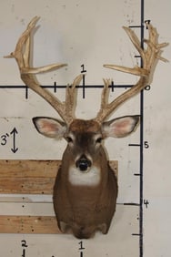 XXL 15-Point WHITETAIL DEER Shoulder Mount with *Real* Removable Antlers