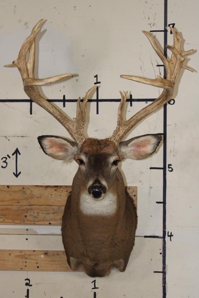 XXL 15-Point WHITETAIL DEER Shoulder Mount with *Real* Removable Antlers (1 of 9)