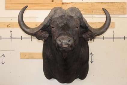 XXL CAPE BUFFALO Shoulder Mount