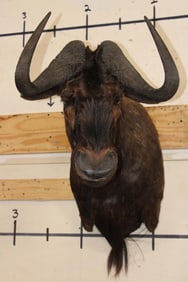 BLACK WILDEBEEST Shoulder Mount