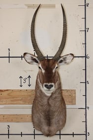 WATERBUCK Shoulder Mount