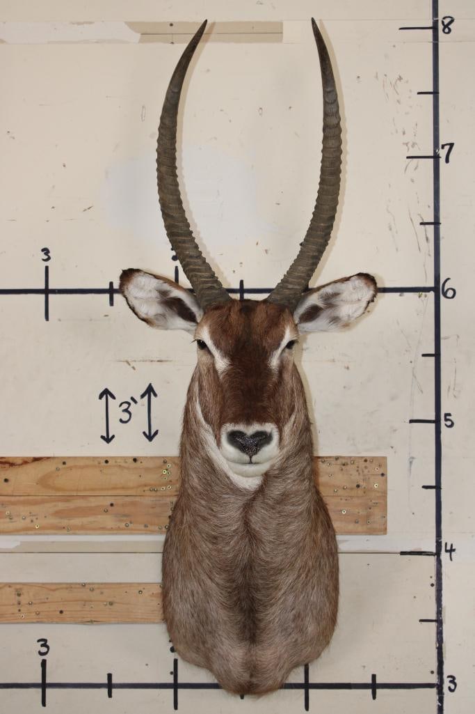 WATERBUCK Shoulder Mount (1 of 9)