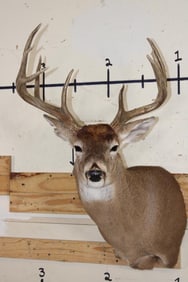 10-Point WHITETAIL DEER Shoulder Mount
