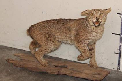 Life-sized BOBCAT on a Log Base