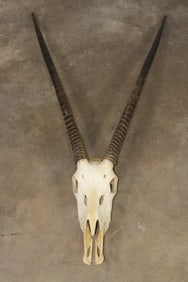 Big Euro Cut GEMSBOK Skull with Removable Horns