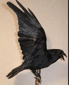*Rarely Seen* XXL Life-sized CARRION CROW on a Branch Wall Hanging Base